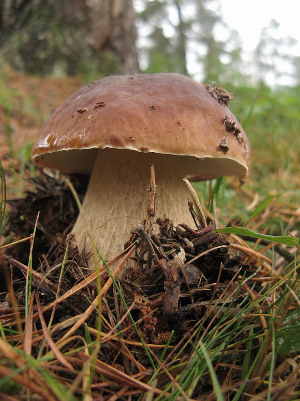 hríb smrekový Boletus edulis Bull.