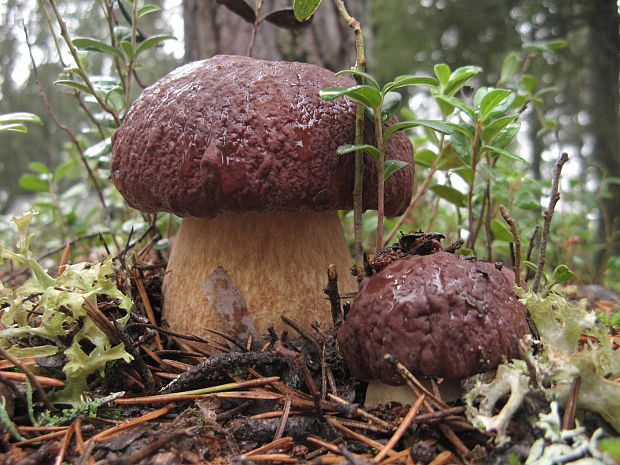 hríb sosnový Boletus pinophilus Pil. et Dermek in Pil.