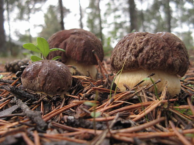 hríb sosnový Boletus pinophilus Pil. et Dermek in Pil.