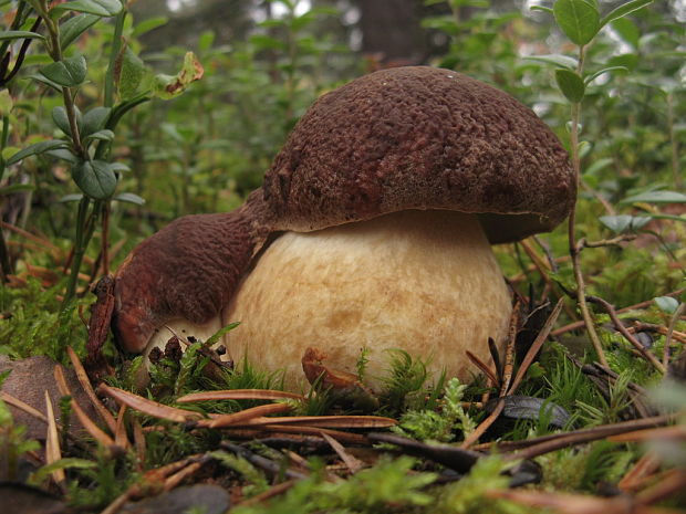 hríb sosnový Boletus pinophilus Pil. et Dermek in Pil.