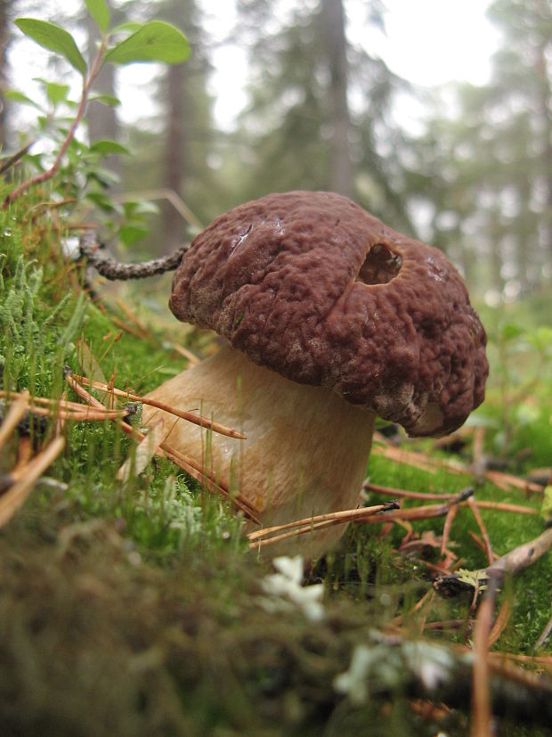 hríb sosnový Boletus pinophilus Pil. et Dermek in Pil.