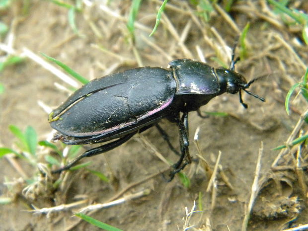 bystruška fialová Carabus violaceus