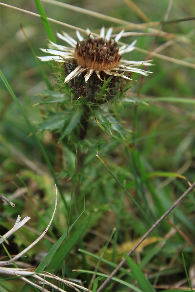 krasovlas obyčajný Carlina vulgaris L.