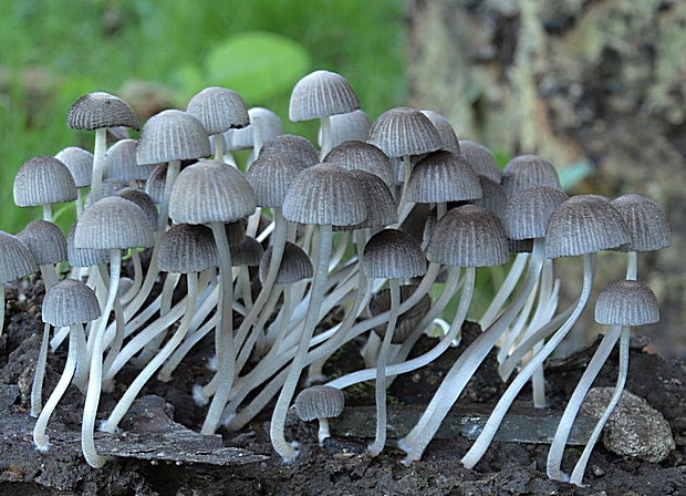 hnojník rozsiaty Coprinellus disseminatus (Pers.) J.E. Lange