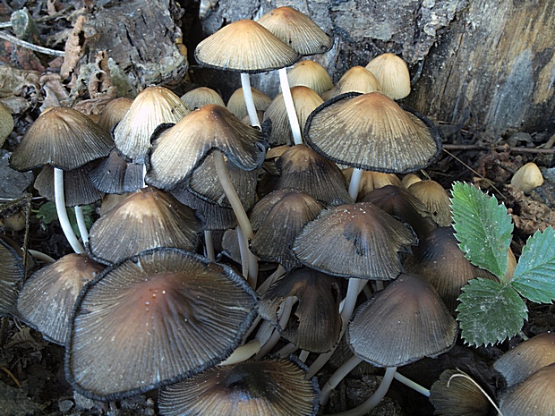 hnojník ligotavý Coprinellus micaceus (Bull.) Vilgalys, Hopple & Jacq. Johnson