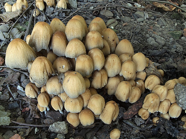 hnojník ligotavý Coprinellus micaceus (Bull.) Vilgalys, Hopple & Jacq. Johnson