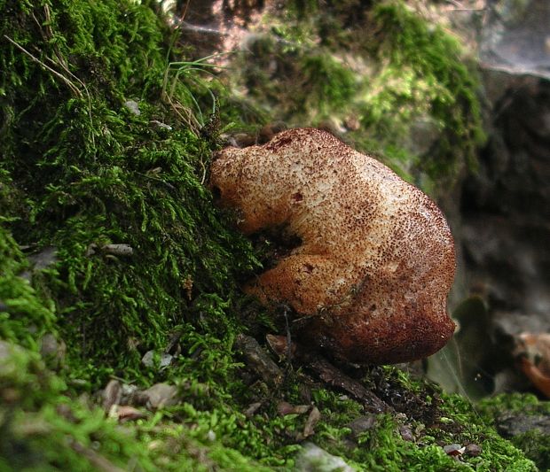 pečeňovec dubový Fistulina hepatica (Schaeff.) With.