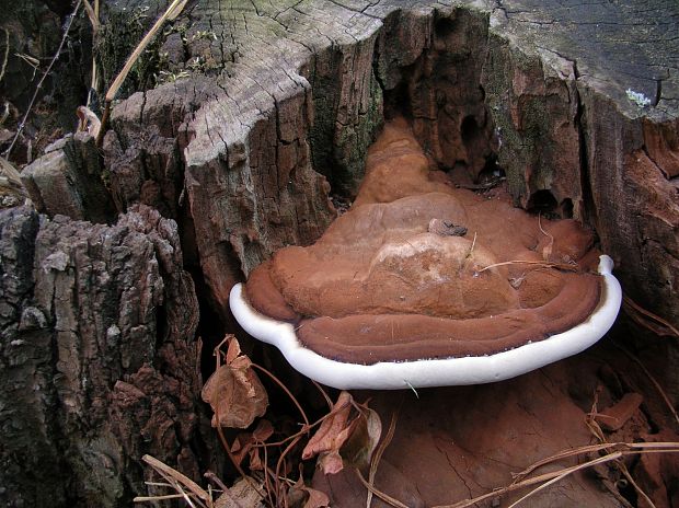 lesklokôrovka plochá Ganoderma applanatum (Pers.) Pat.