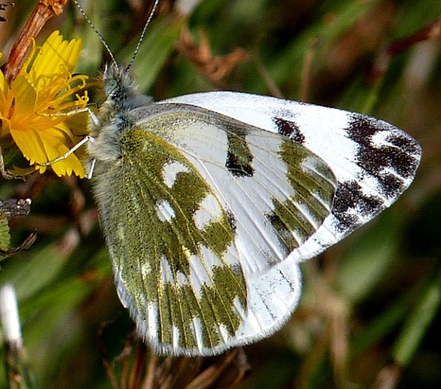 mlynárik Pontia edusa