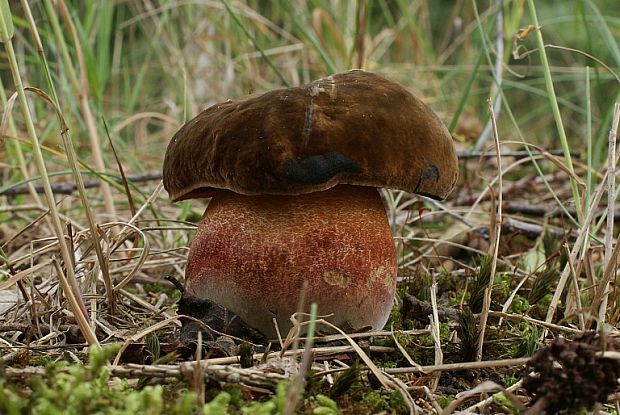 hríb zrnitohlúbikový Sutorius luridiformis (Rostk.) G. Wu & Zhu L. Yang