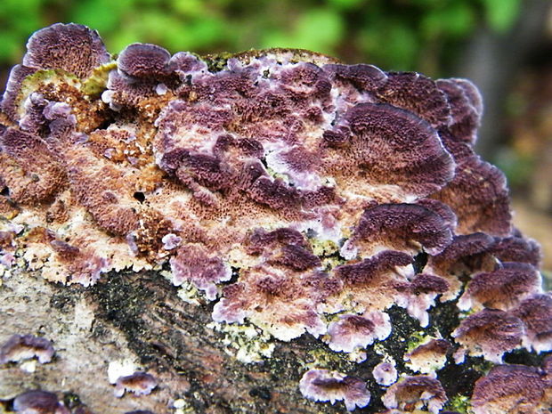 ryhovec želatinovitý Trichaptum biforme (Fr.) Ryvarden