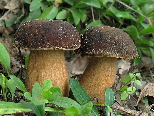 hríb bronzový Boletus aereus Bull. ex Fr.