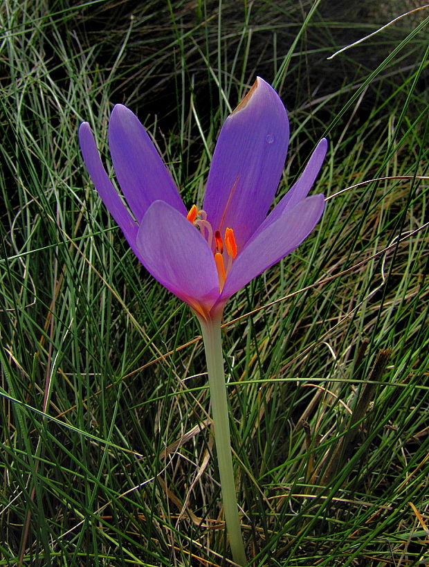 jesienka obyčajná Colchicum autumnale