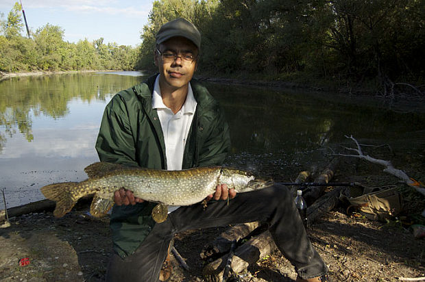 šťuka Esox lucius