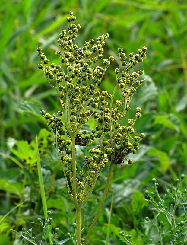 túžobník  Filipendula