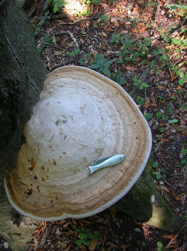 práchnovec kopytovitý Fomes fomentarius (L.) J.J. Kickx