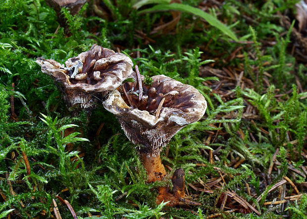 jelenkovka Hydnellum floriforme (Schaeff.) Banker