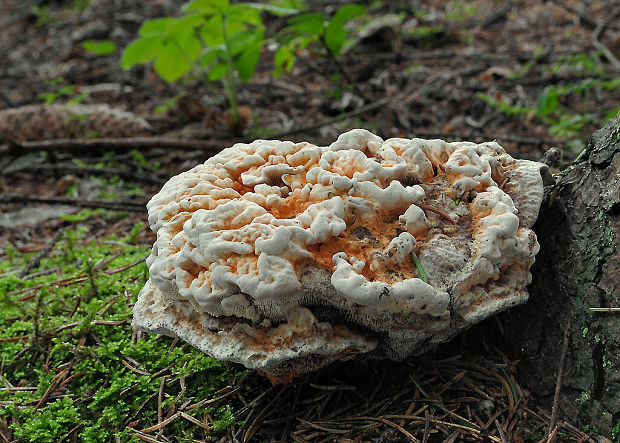 jelenkovka? Hydnellum sp.