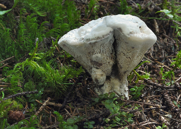 jelenkovka voňavá Hydnellum suaveolens (Scop.) P. Karst.