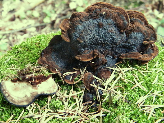 láziochlena obyčajná Ischnoderma benzoinum (Wahlenb.) P. Karst.