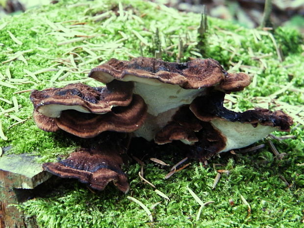 láziochlena obyčajná Ischnoderma benzoinum (Wahlenb.) P. Karst.