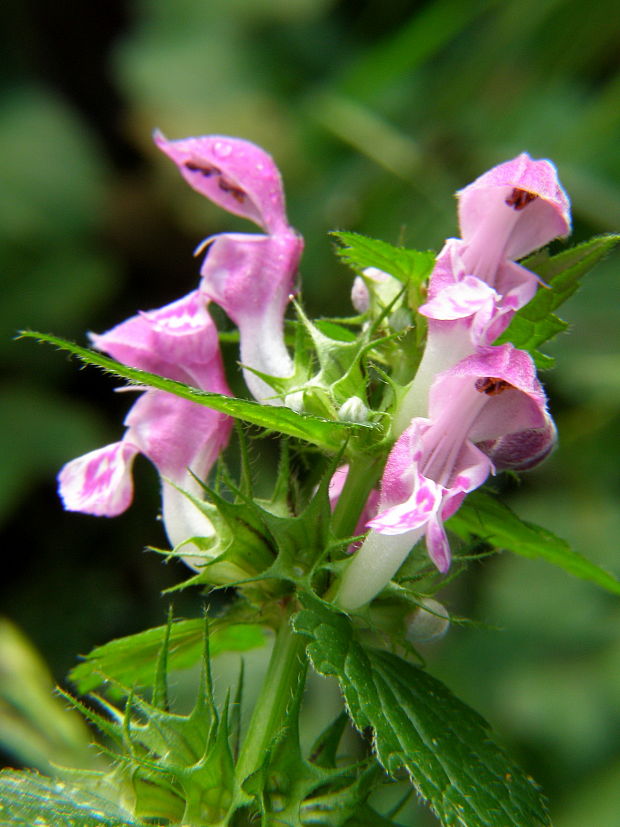 hluchavka škvrnitá Lamium maculatum L.