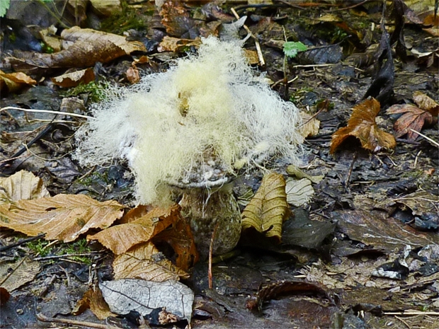 kozák Leccinum sp.