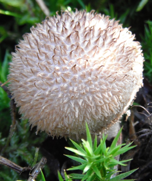 prášnica pichliačová Lycoperdon echinatum Pers.