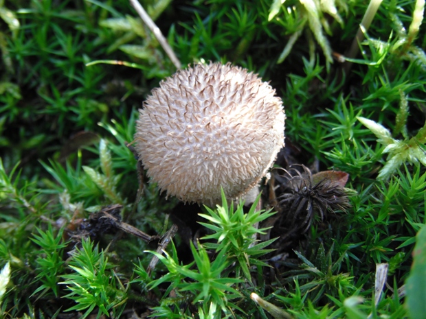 prášnica pichliačová Lycoperdon echinatum Pers.