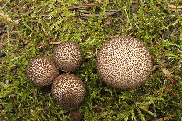 prášnica Lycoperdon sp.