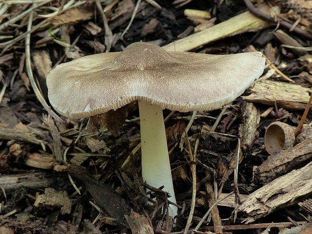 povraznica širokolupeňová Megacollybia platyphylla (Pers.) Kotl. & Pouzar