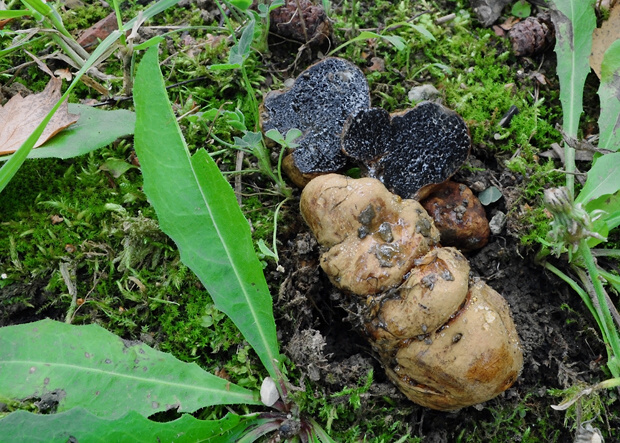 černúšik Melanogaster sp.