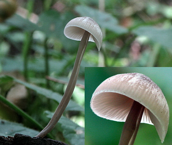 prilbička Mycena sp.