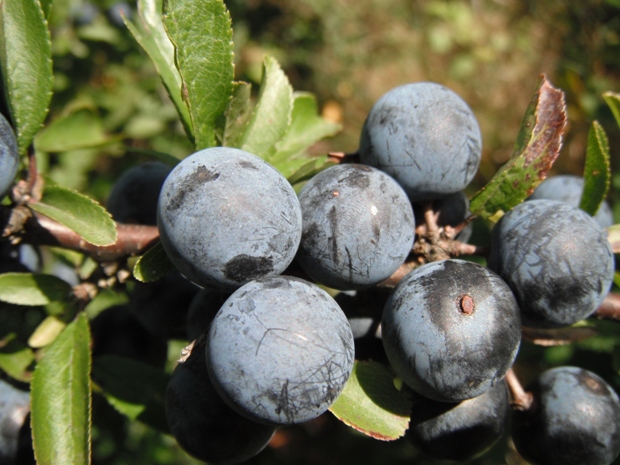 trnka obyčajná Prunus spinosa L.