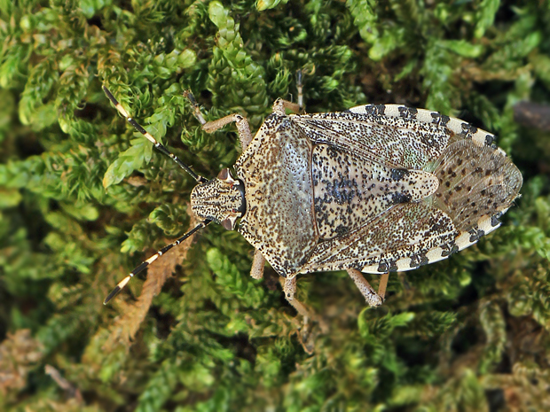 bzdocha sivastá Rhaphigaster nebulosa