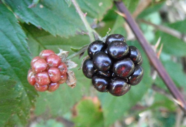 ostružina černicová Rubus sp.