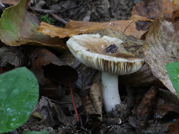 plávka Russula sp.