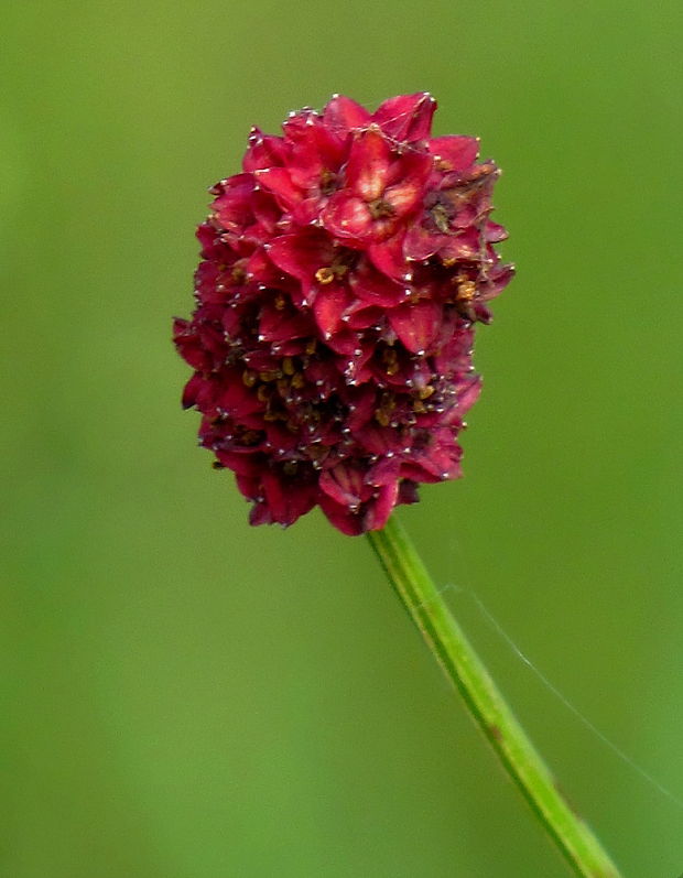 krvavec lekársky Sanguisorba officinalis L.