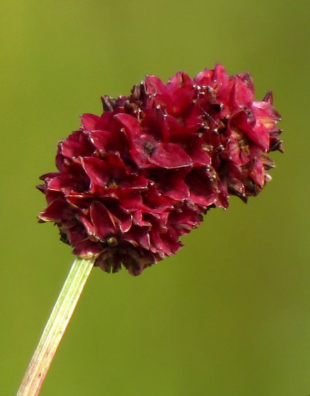 krvavec lekársky Sanguisorba officinalis L.