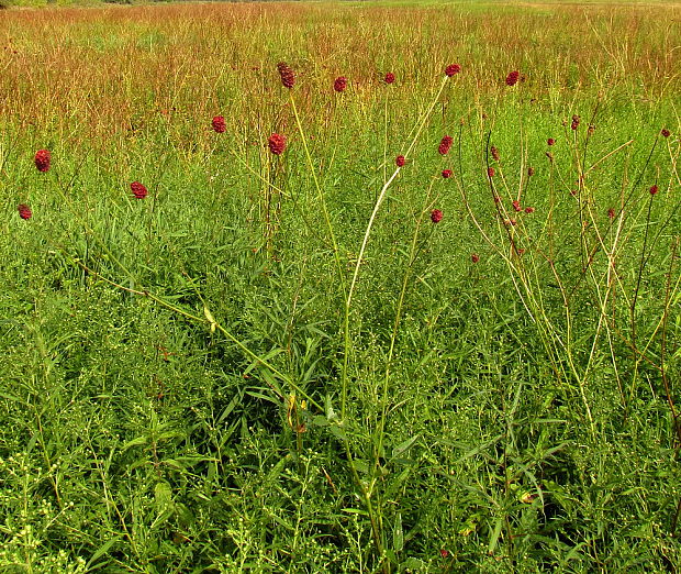 krvavec lekársky Sanguisorba officinalis L.