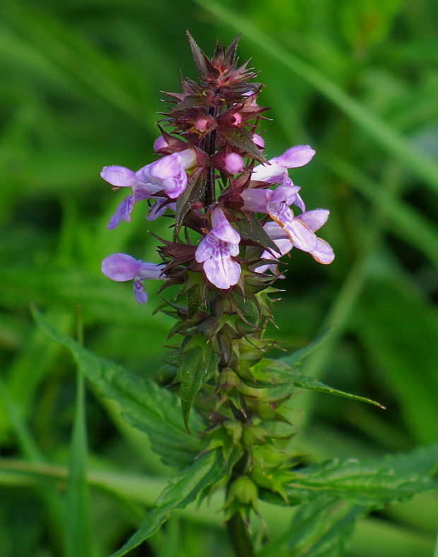 čistec močiarny Stachys palustris L.