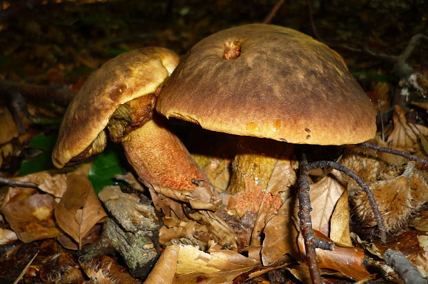 hríb zrnitohlúbikový Sutorius luridiformis (Rostk.) G. Wu & Zhu L. Yang