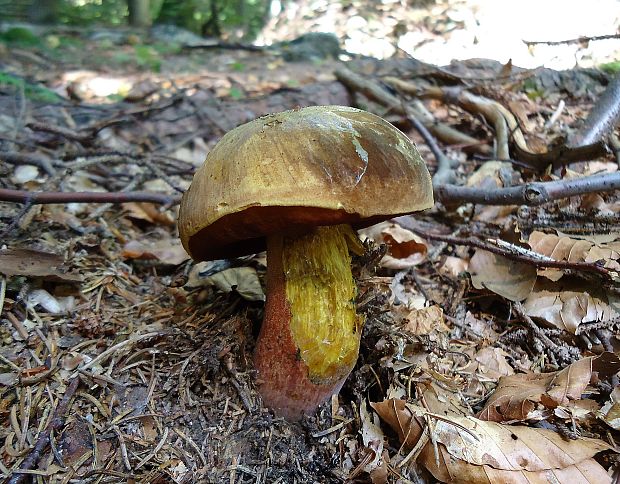 hríb zrnitohlúbikový Sutorius luridiformis (Rostk.) G. Wu & Zhu L. Yang