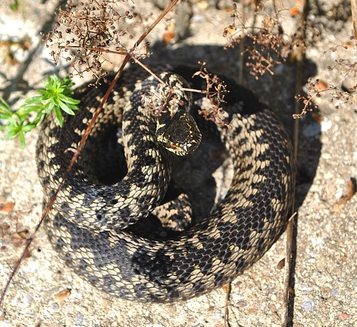 vretnica severná Vipera berus