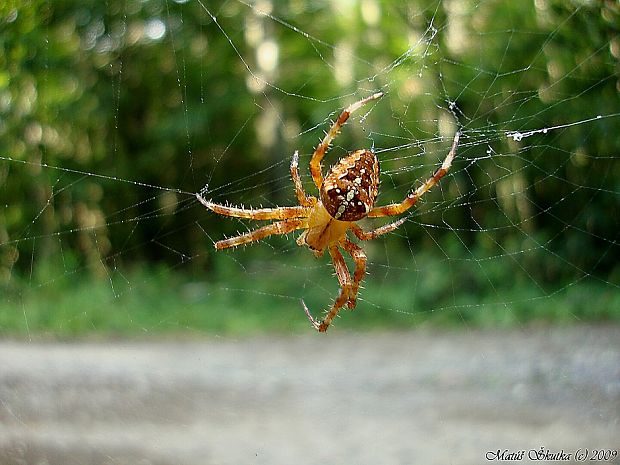 križiak obyčajný Araneus diadematus