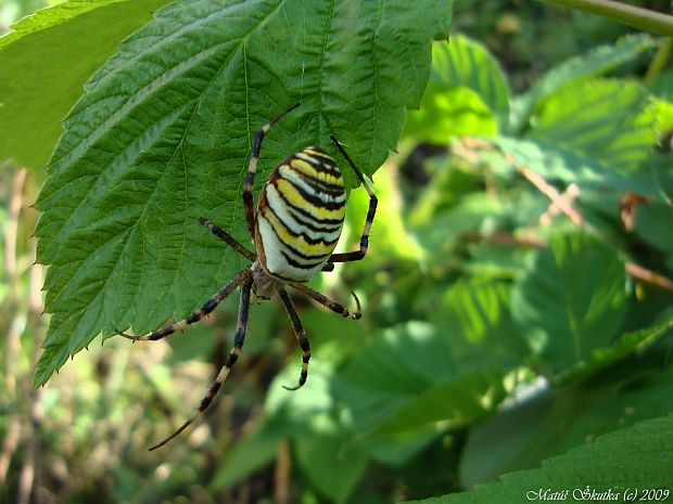 križiak pásavý Argiope bruennichi