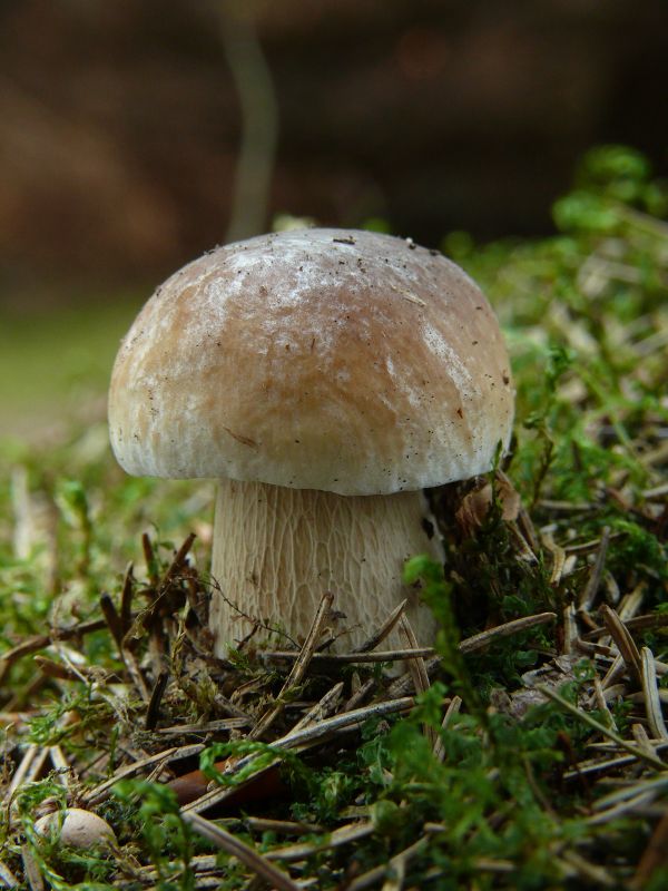 hríb smrekový Boletus edulis Bull.