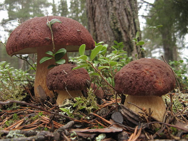 hríb sosnový Boletus pinophilus Pil. et Dermek in Pil.