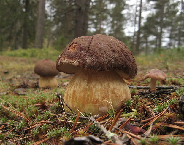 hríb sosnový Boletus pinophilus Pil. et Dermek in Pil.