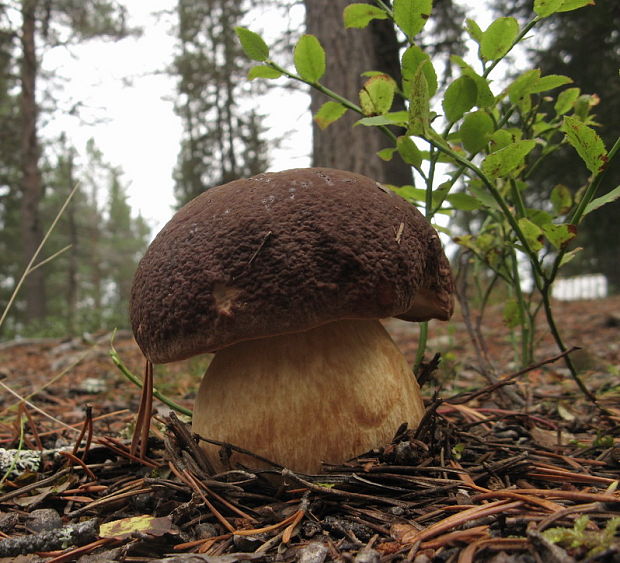 hríb sosnový Boletus pinophilus Pil. et Dermek in Pil.